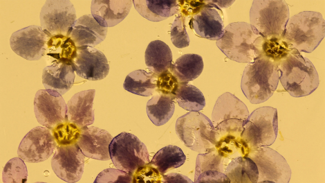 kayla_parker_flora01_470