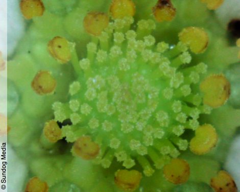 still from the film Nectar, showing one of five screen images, of the interior of a wild strawberry flower