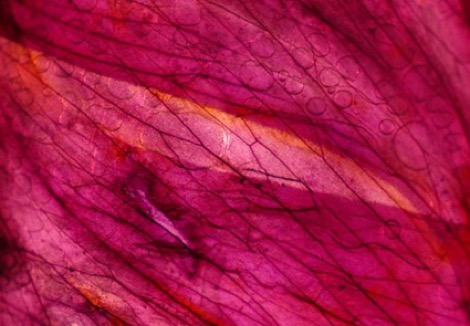 kayla_parker_poppies