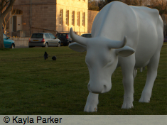 life-size model of white horned cow on grass area, 2 crows in background, Royal William Yard