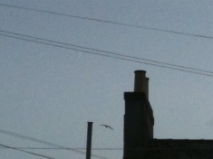 first photo of new crescent moon, over May Terrace rooftop