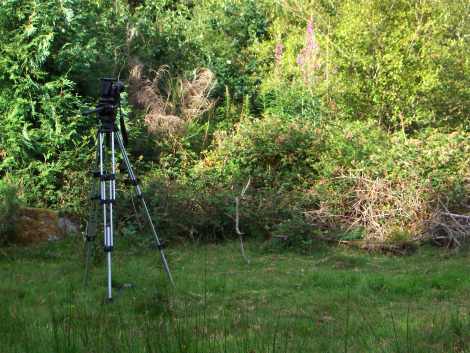 Photo of camera and tripod filming timelapse of bramble and Rosebay willow herb on location at Burrator