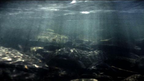 still from the Super 8mm film Yessling, showing a view of the river Plym below the surface, with rays of sunlight filtering through