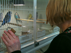 Kayla looking at budgies in a cage, next to the Peep Show at Project Space 11