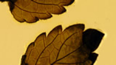 16mm frame showing lemon balm leaves stuck onto the film surface - the plant grows wild along the verge by the SW Coastal Path as it enters Plymouth from the east